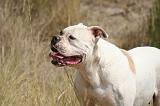 BOULEDOGUE AMERICAIN 398